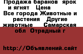 Продажа баранов, ярок и ягнят › Цена ­ 3 500 - Все города Животные и растения » Другие животные   . Самарская обл.,Отрадный г.